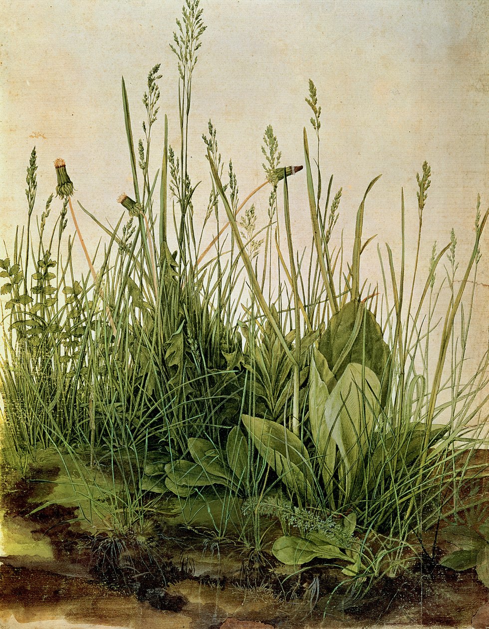 The Great Piece of Turf, 1503 (barvy těla, zesílené neprůhlednou bílou na pergamenu) od Albrecht Dürer