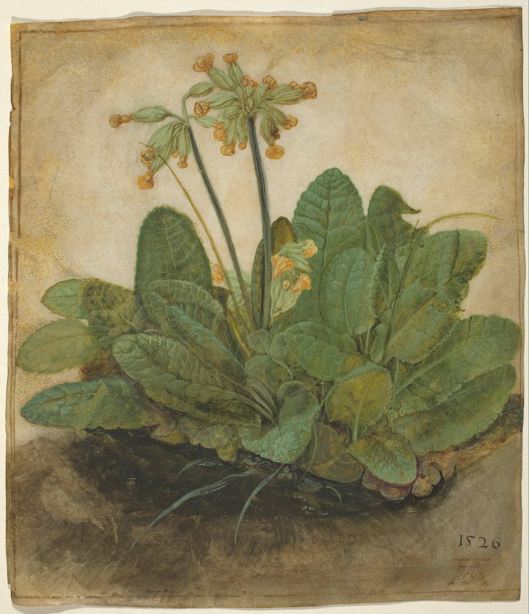 Chomáč kraviček od Albrecht Dürer