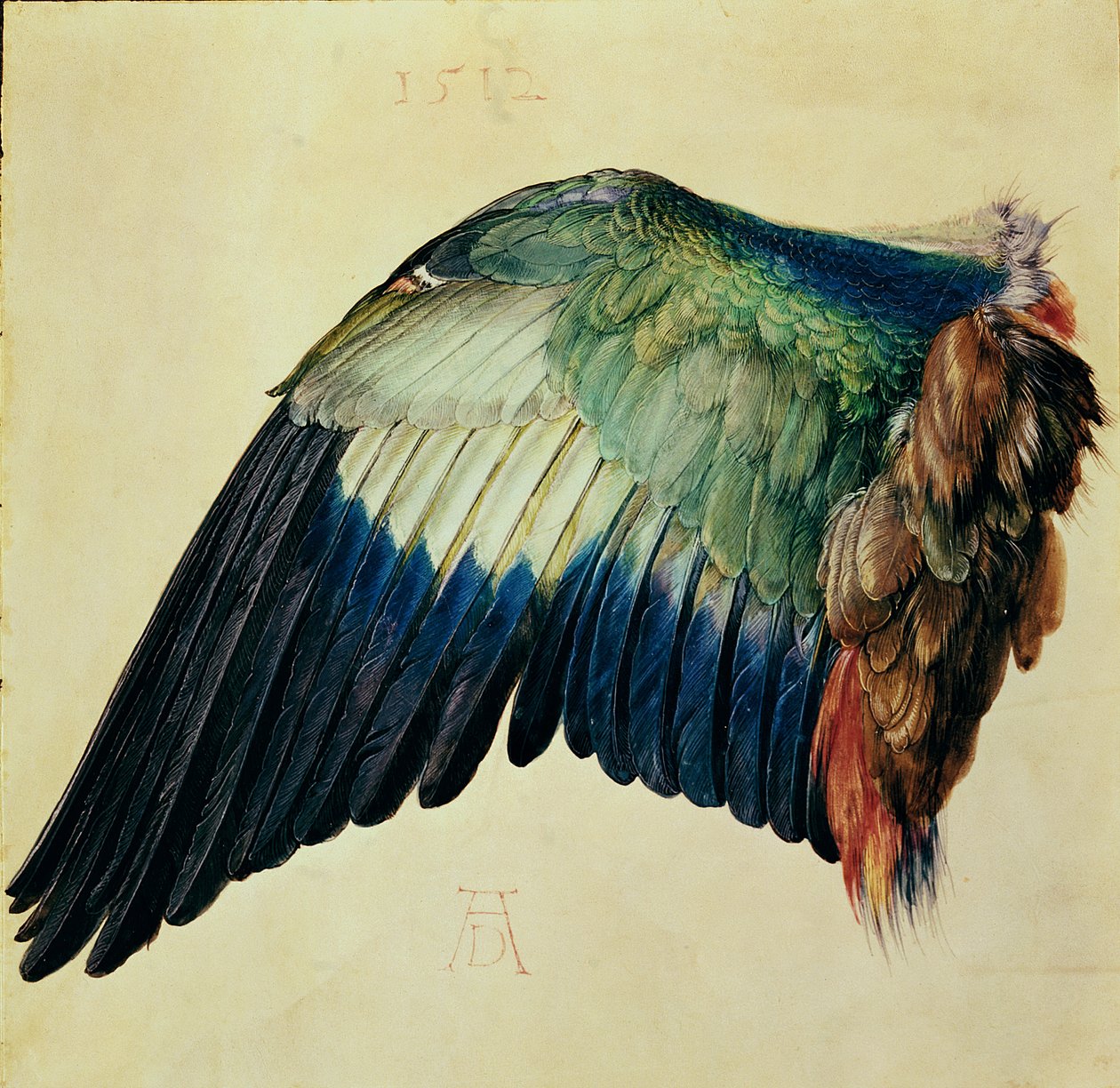 Křídlo modrého válečku, 1512 (wc na pergamenu se zlatem) od Albrecht Dürer