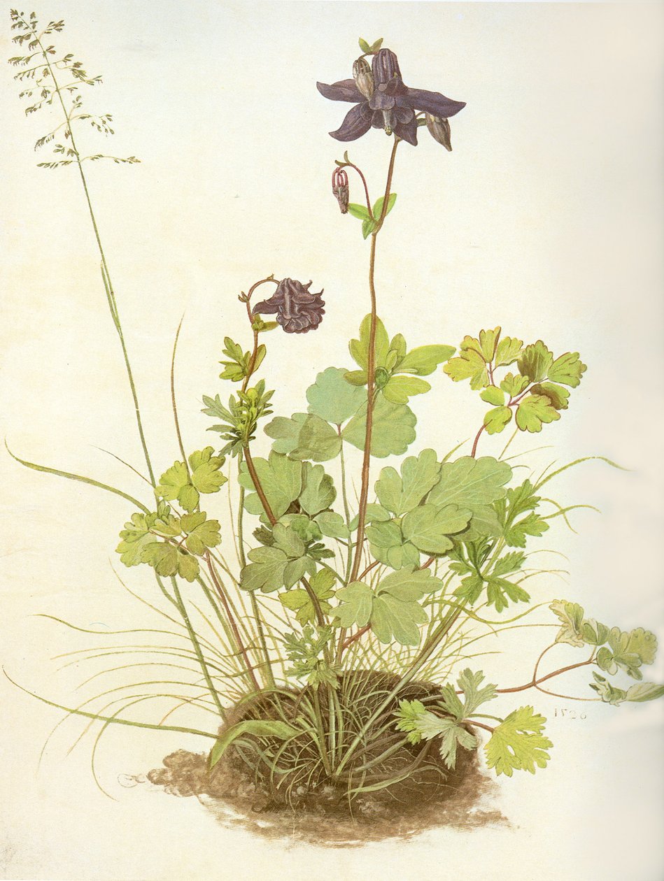 Aquilegia, 1526 (wc a kvaš na pergamenu, zvýrazněno bílou) od Albrecht Dürer