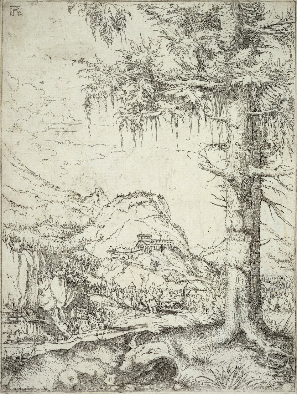 Velký smrk, kolem roku 1520 od Albrecht Altdorfer
