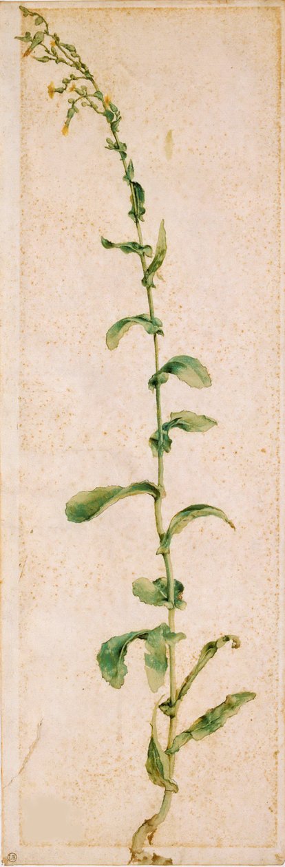 Tobacco Plant, První čtvrtina 16. století. od Albrecht Dürer