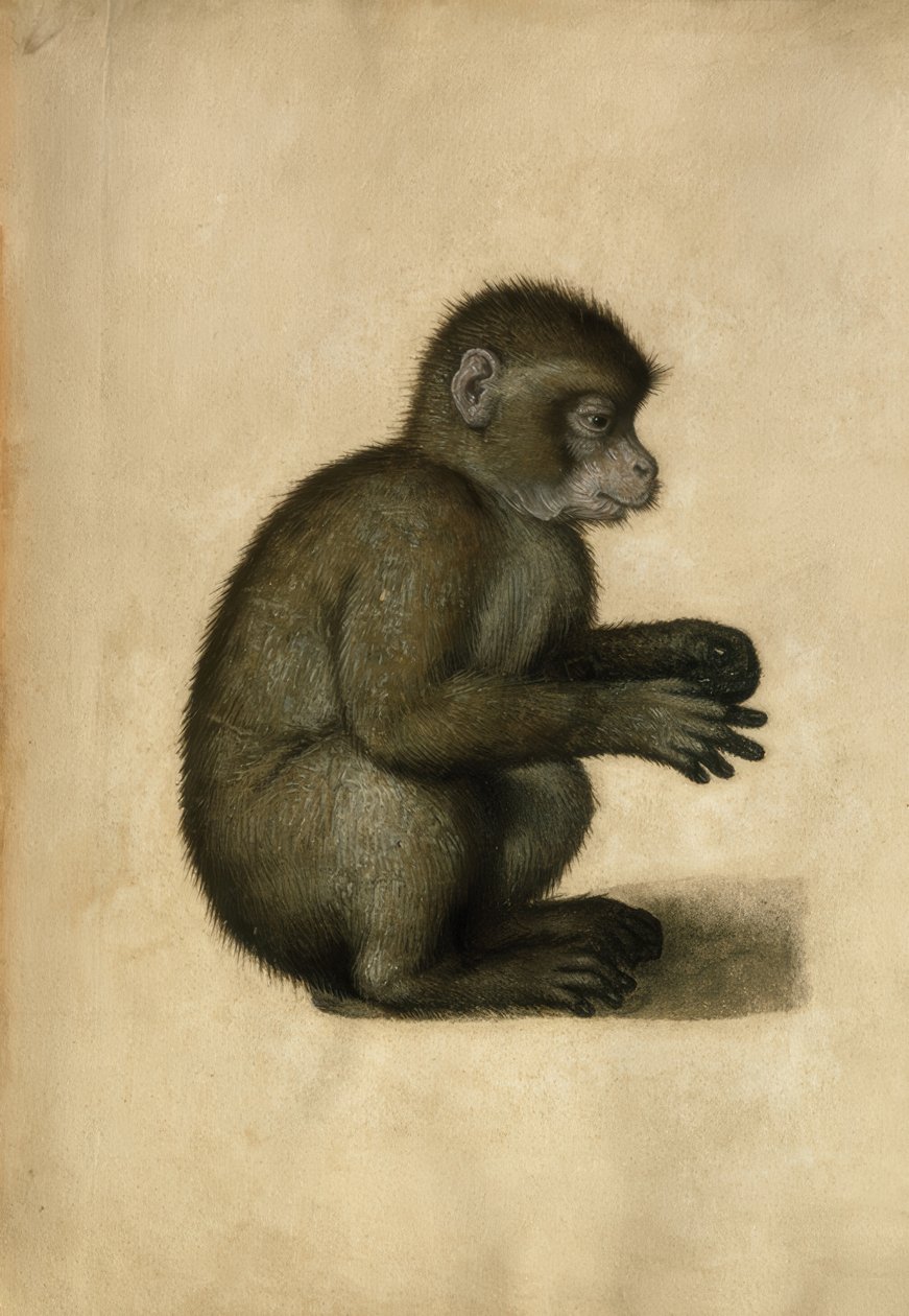 Opice / akvarel, připisováno A.Dürerovi. od Albrecht Dürer
