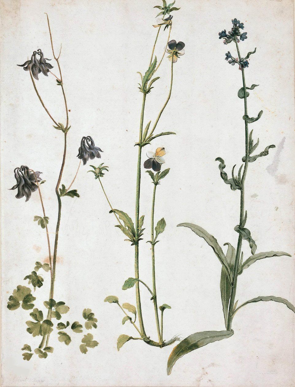 Columbines, Macešky a volský jazyk, první čtvrtina 16. stol. od Albrecht Dürer