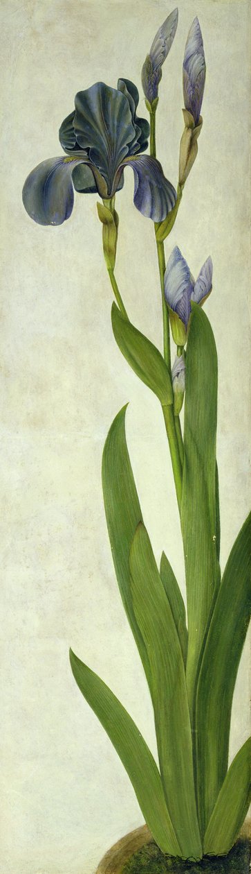 Iris (toaleta a kvaš na papíře) od Albrecht Dürer