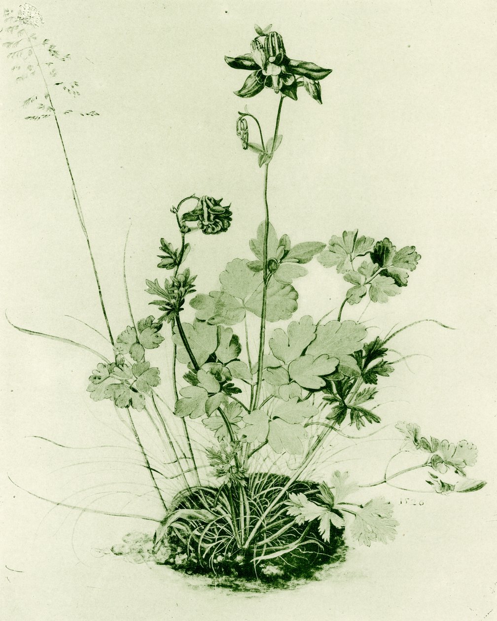 Columbine od Albrecht Dürer