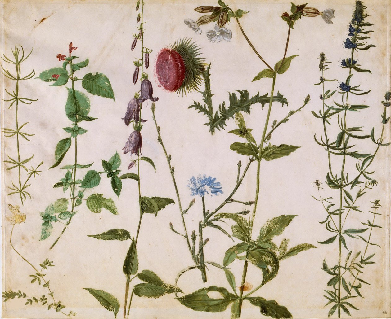 Osm studií divokých květin, ca 1515-1520. od Albrecht Dürer
