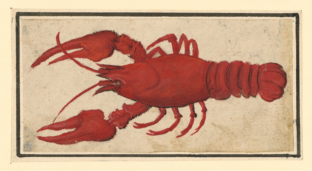 Vařený rak, obrácený doleva od Albrecht Dürer