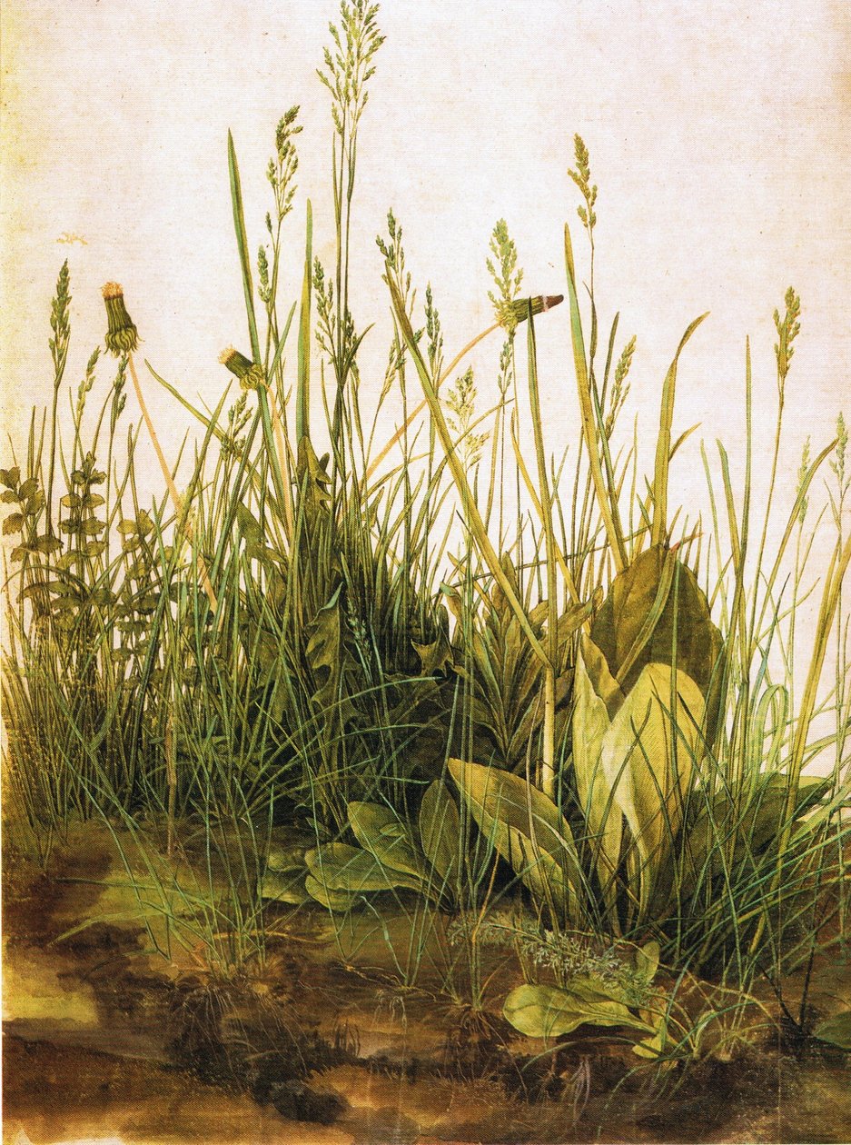 Německy: Das große Rasenstück Velký kus trávníku od Albrecht Dürer