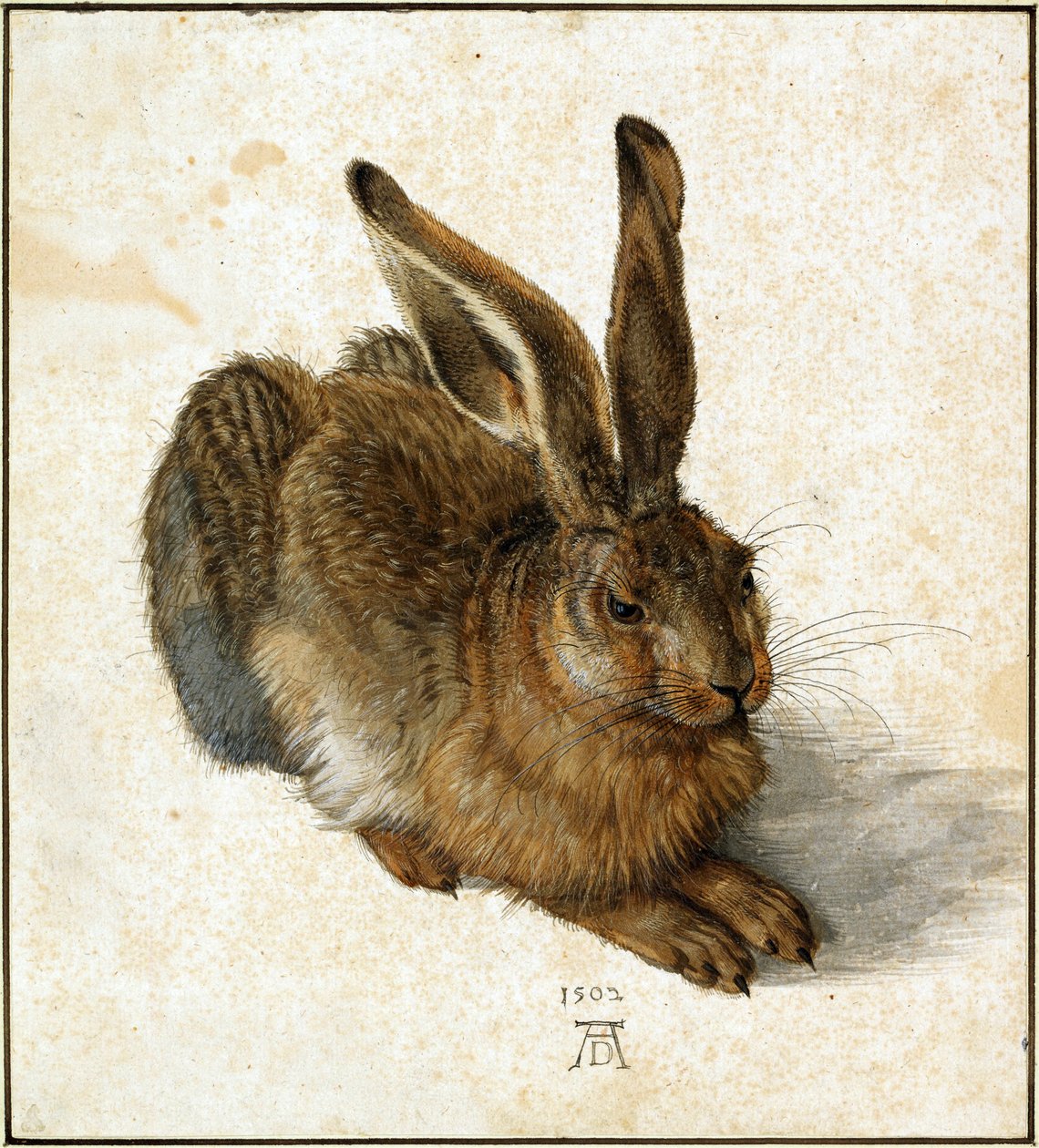 Německy: Feldhase Young Hare od Albrecht Dürer