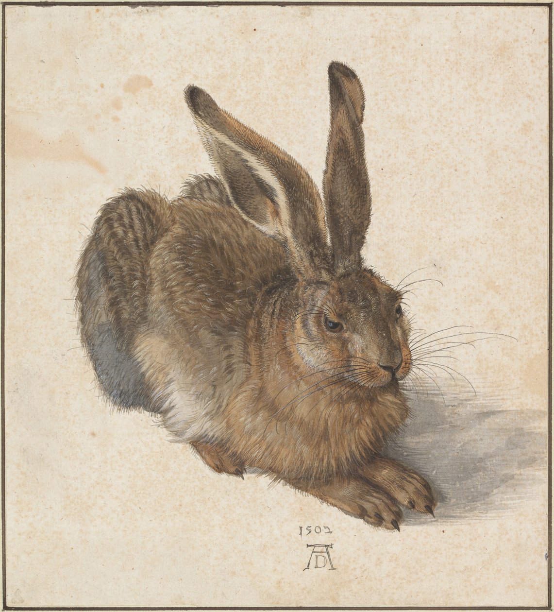 Hase, 1502 od Albrecht Dürer