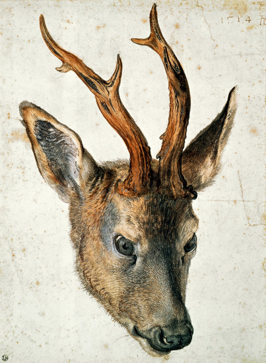 Hlava srnce (pero, tuš a čb na papíře) od Albrecht Dürer