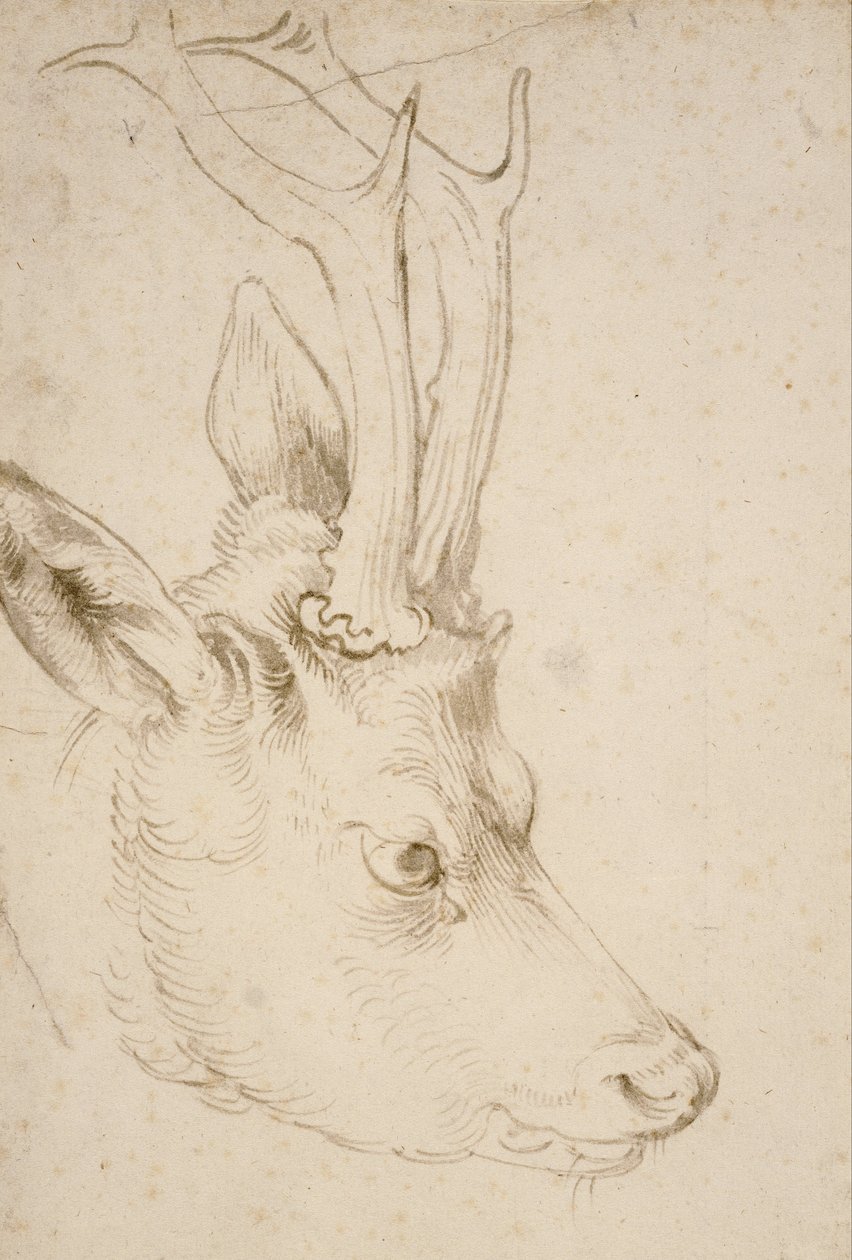 Vedoucí srnec od Albrecht Dürer