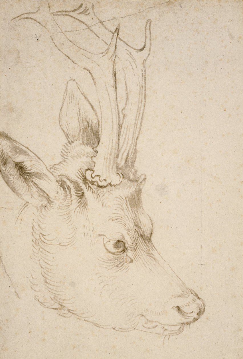 Head of a Roebuck, 1503 od Albrecht Dürer
