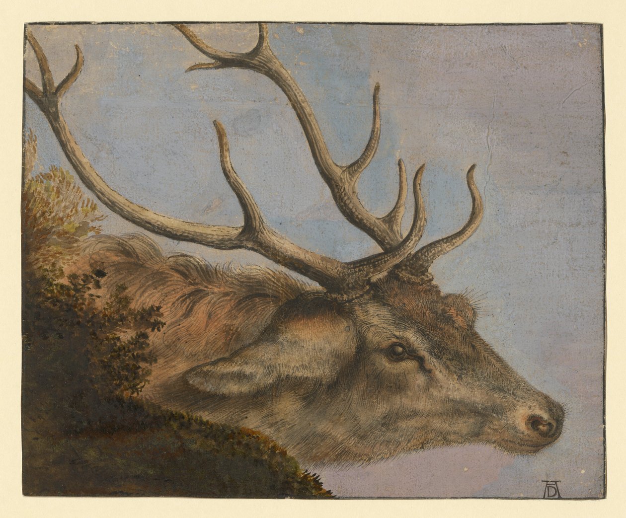Jelení hlava od Albrecht Dürer