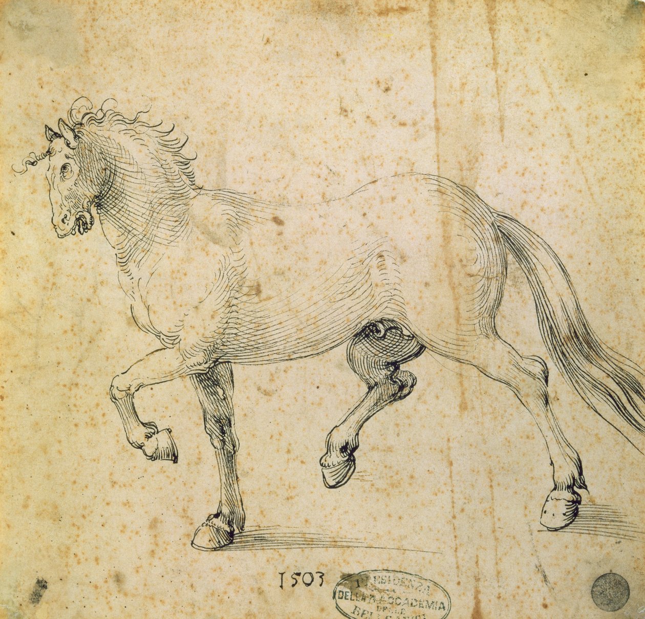 Kůň, 1503 (pero a inkoust na papíře) od Albrecht Dürer