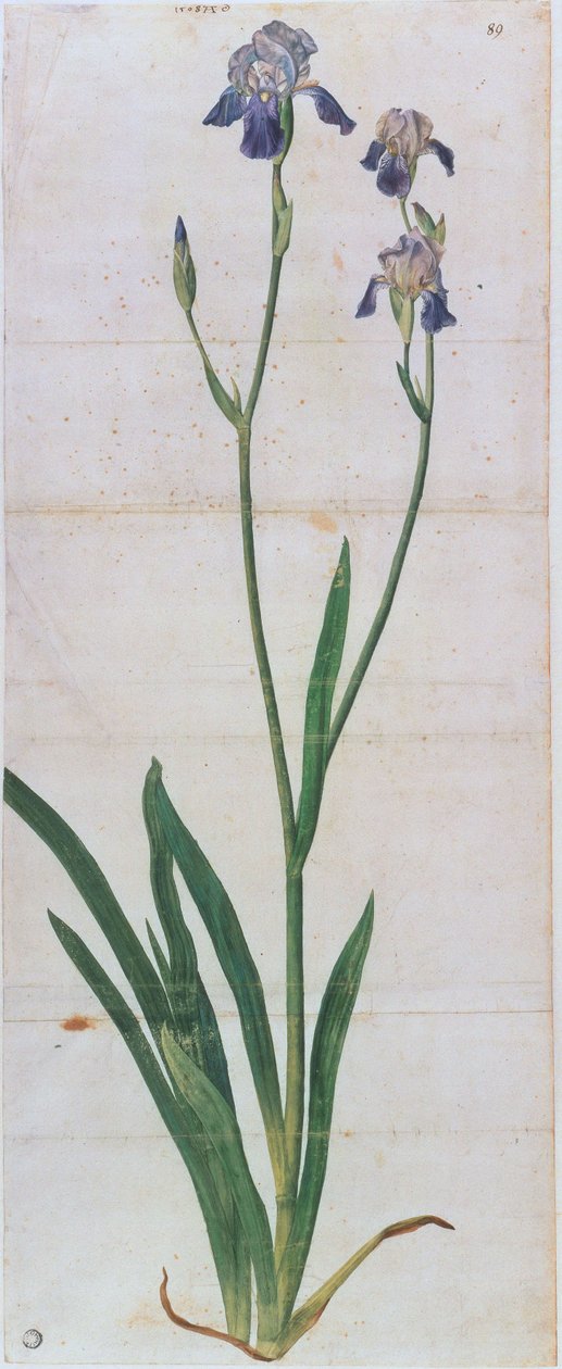 Německý kosatec, asi 1503. od Albrecht Dürer