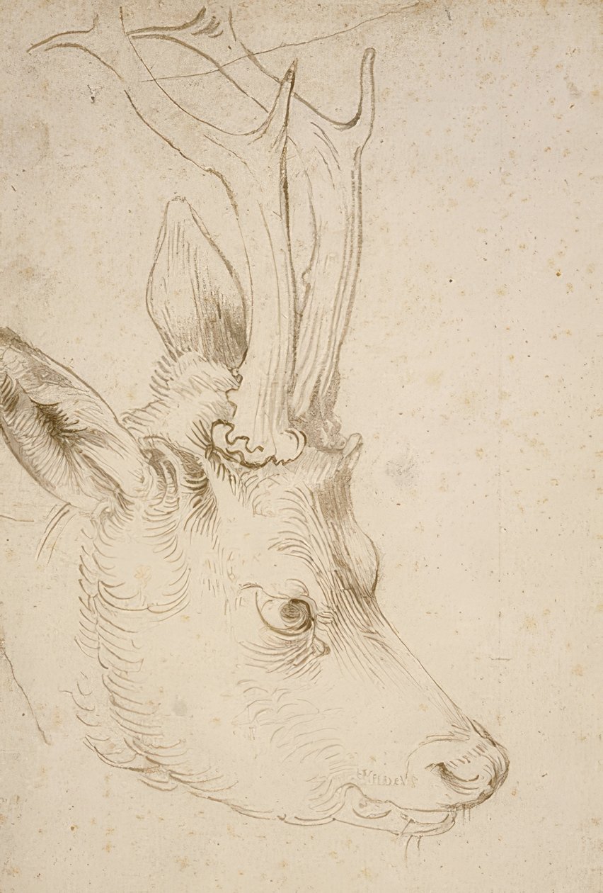 Hlava srnce. Kolem roku 1503 od Albrecht Dürer