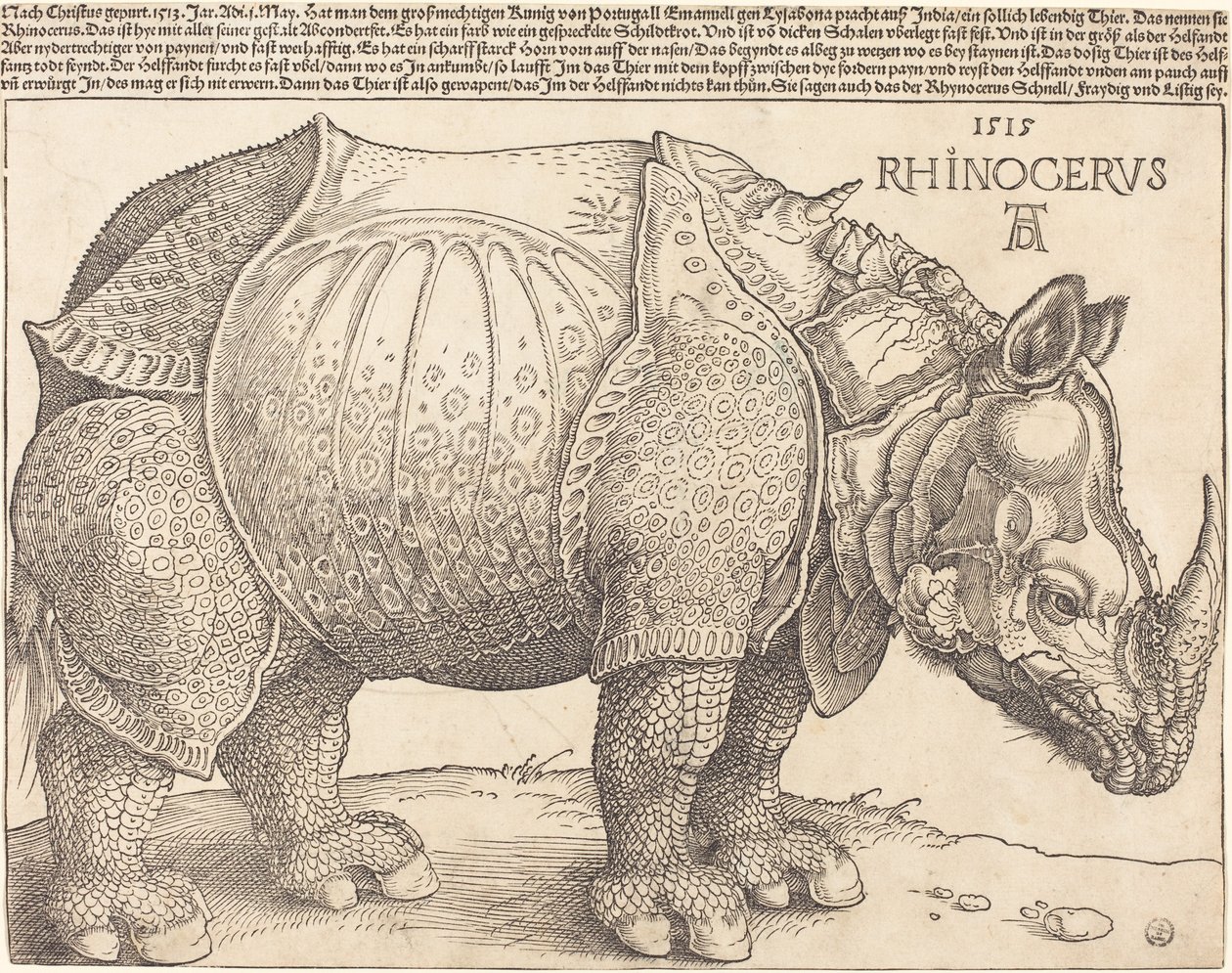 Latinsky:  Rhinocerus Nosorožec od Albrecht Dürer