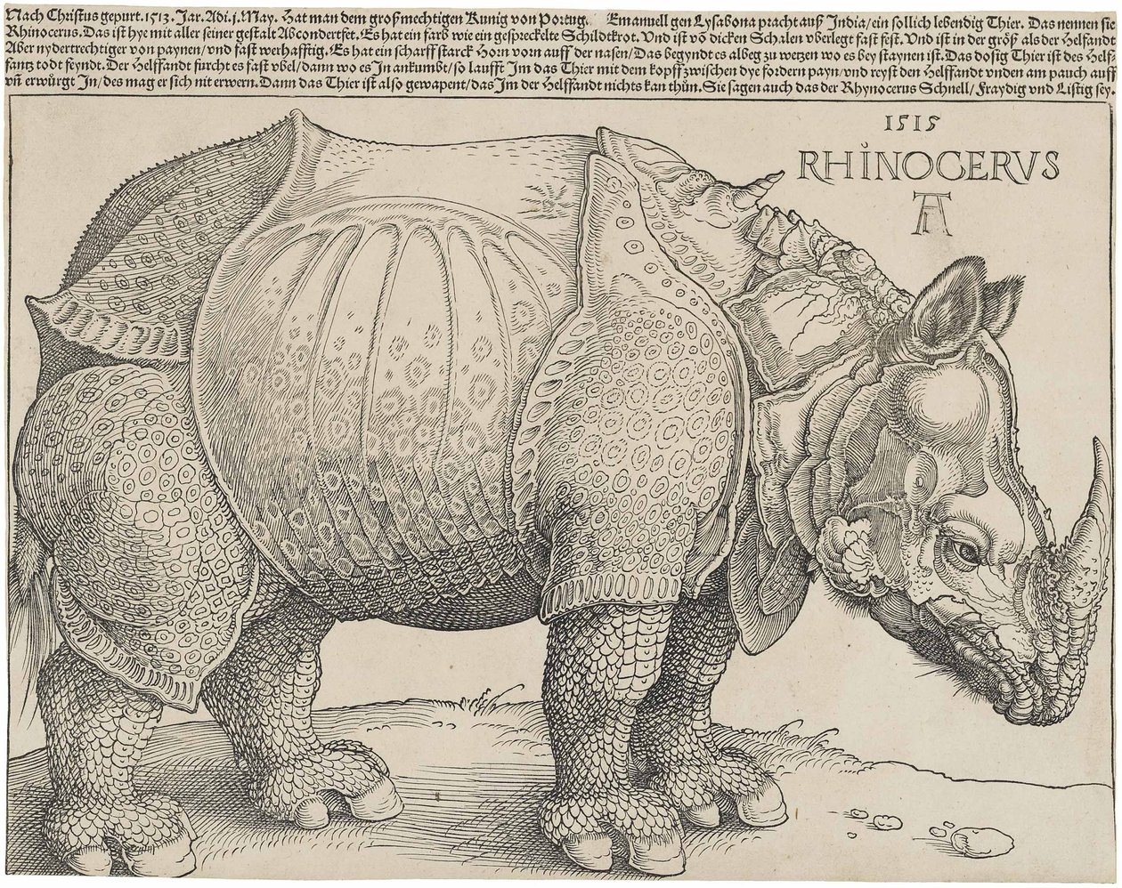 Latinsky:  Rhinocerus Nosorožec od Albrecht Dürer