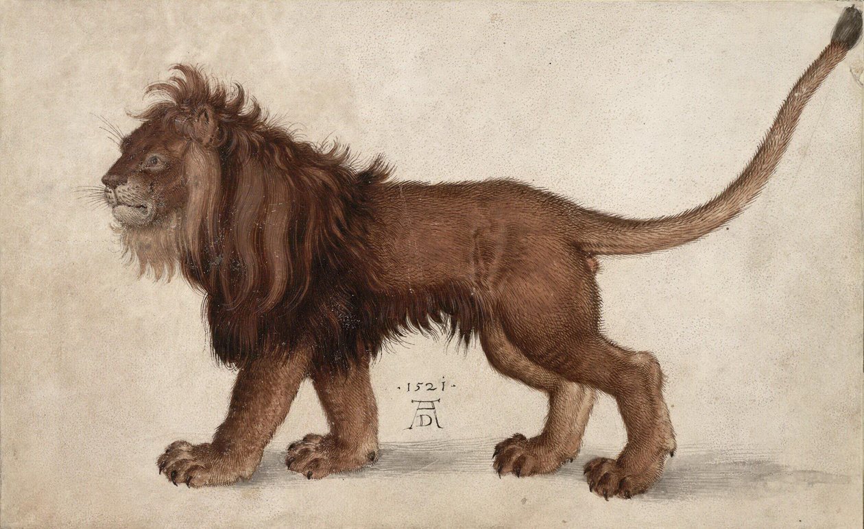 Lev, 1521. od Albrecht Dürer