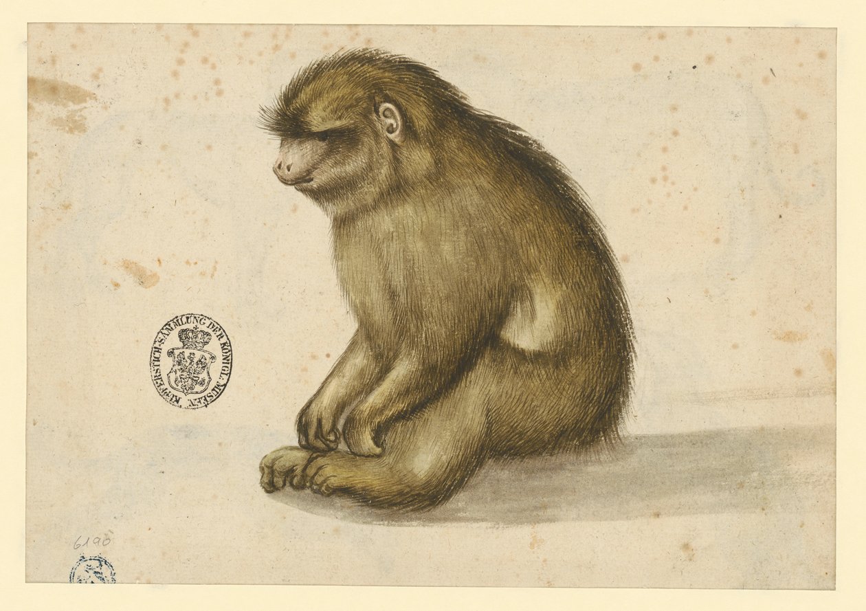 Sedící opice od Albrecht Dürer