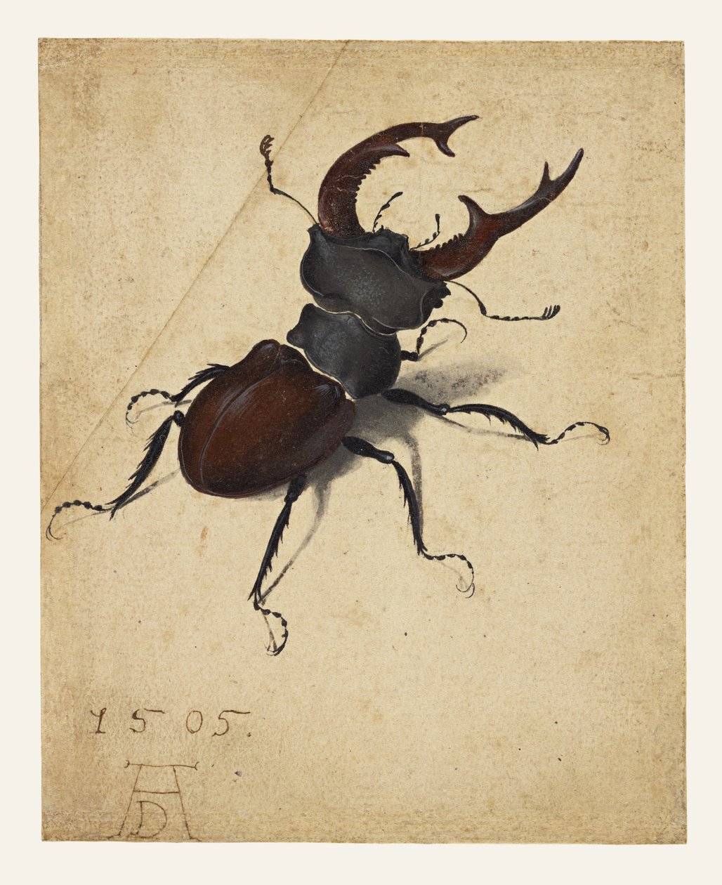roháč od Albrecht Dürer