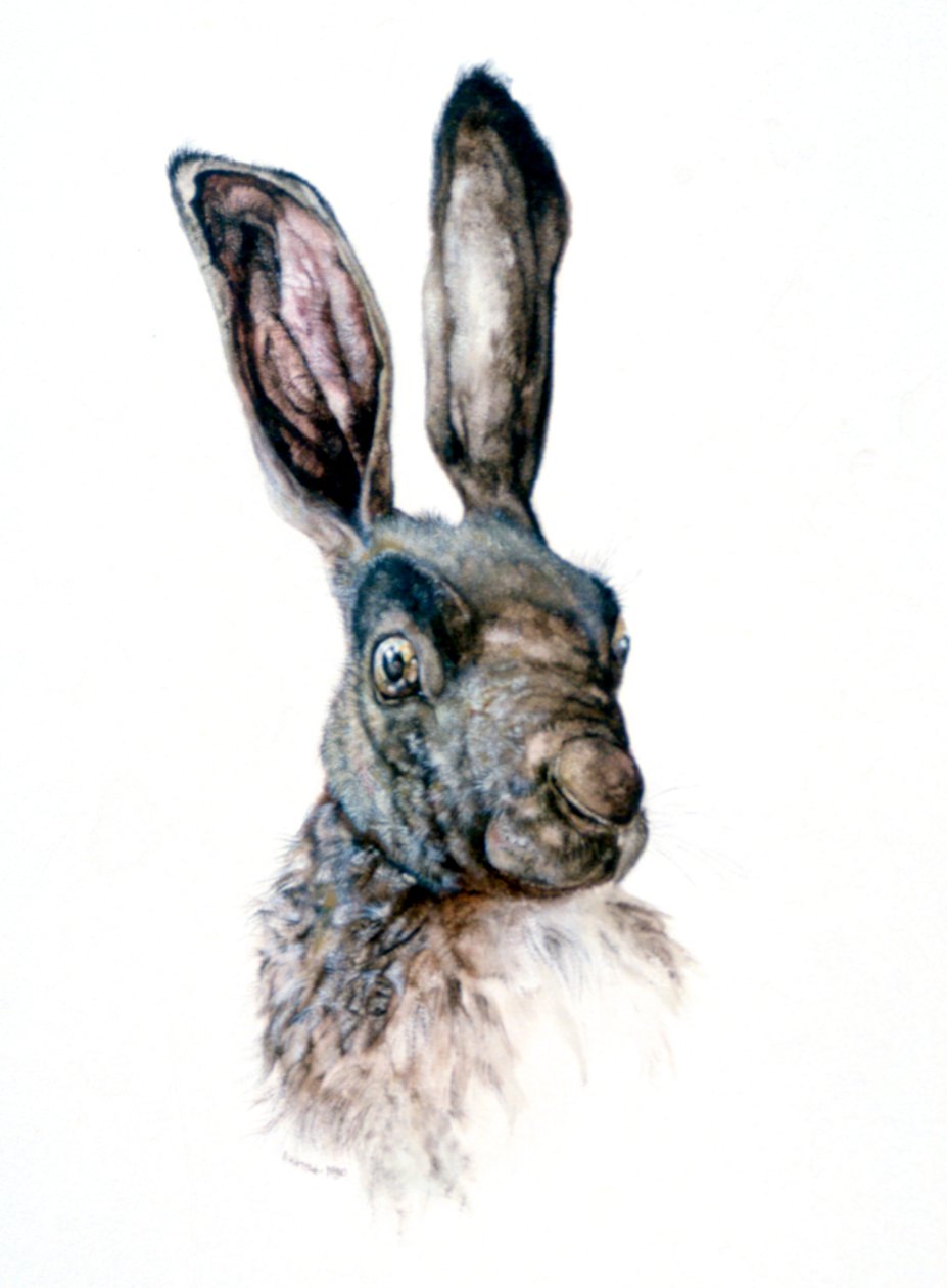 Studie o zajíci, 1502 od Albrecht Dürer