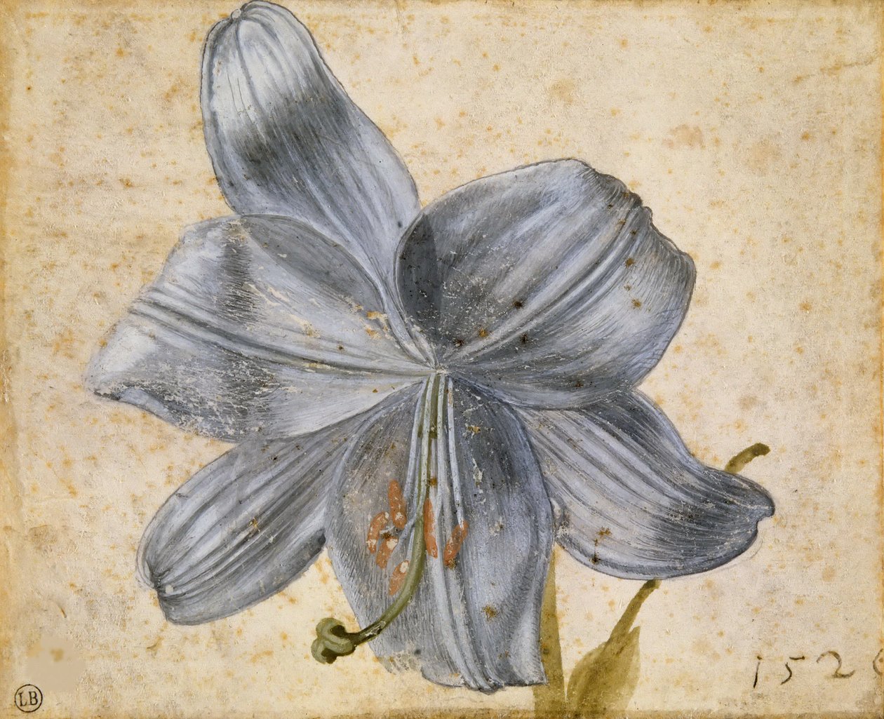 Studie o lilii, 1526. od Albrecht Dürer
