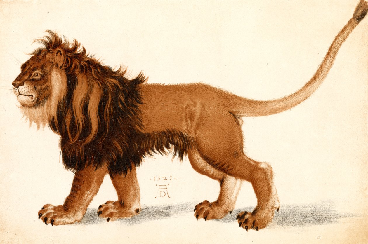 Studie lva od Albrecht Dürer