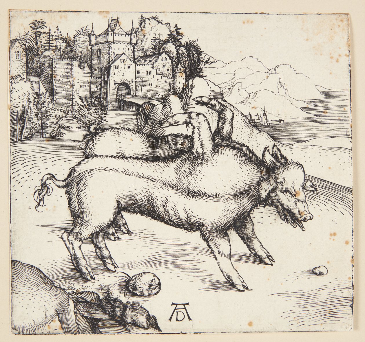 Obrovská svině Landser od Albrecht Dürer