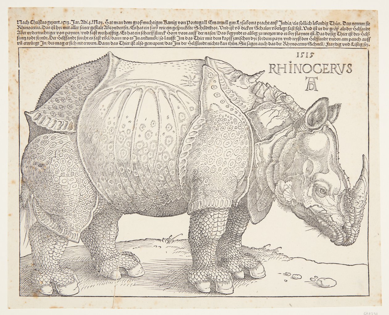 Nosorožec od Albrecht Dürer
