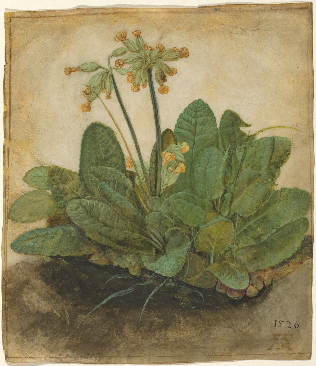 Chomáč mušlí od Albrecht Dürer