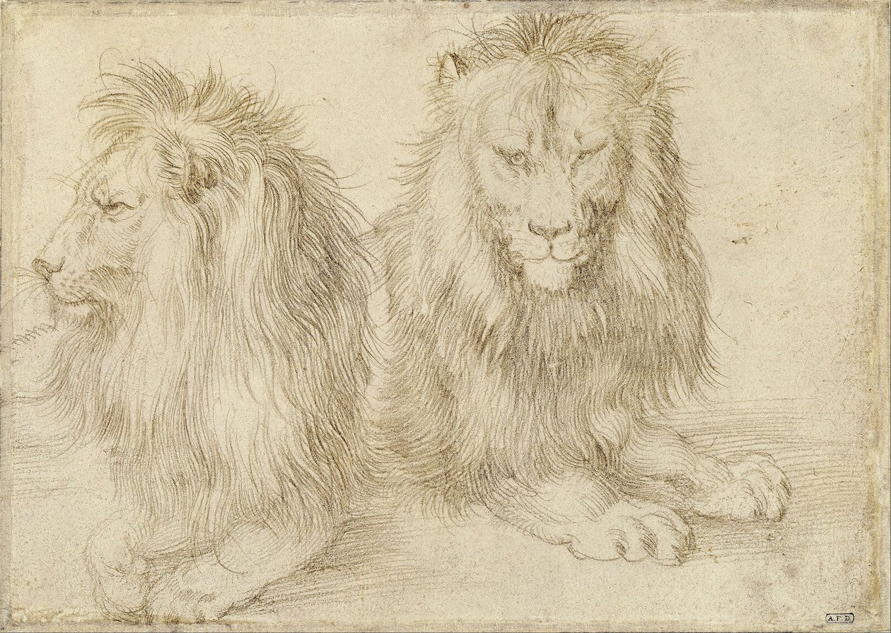Dva sedící lvi od Albrecht Dürer
