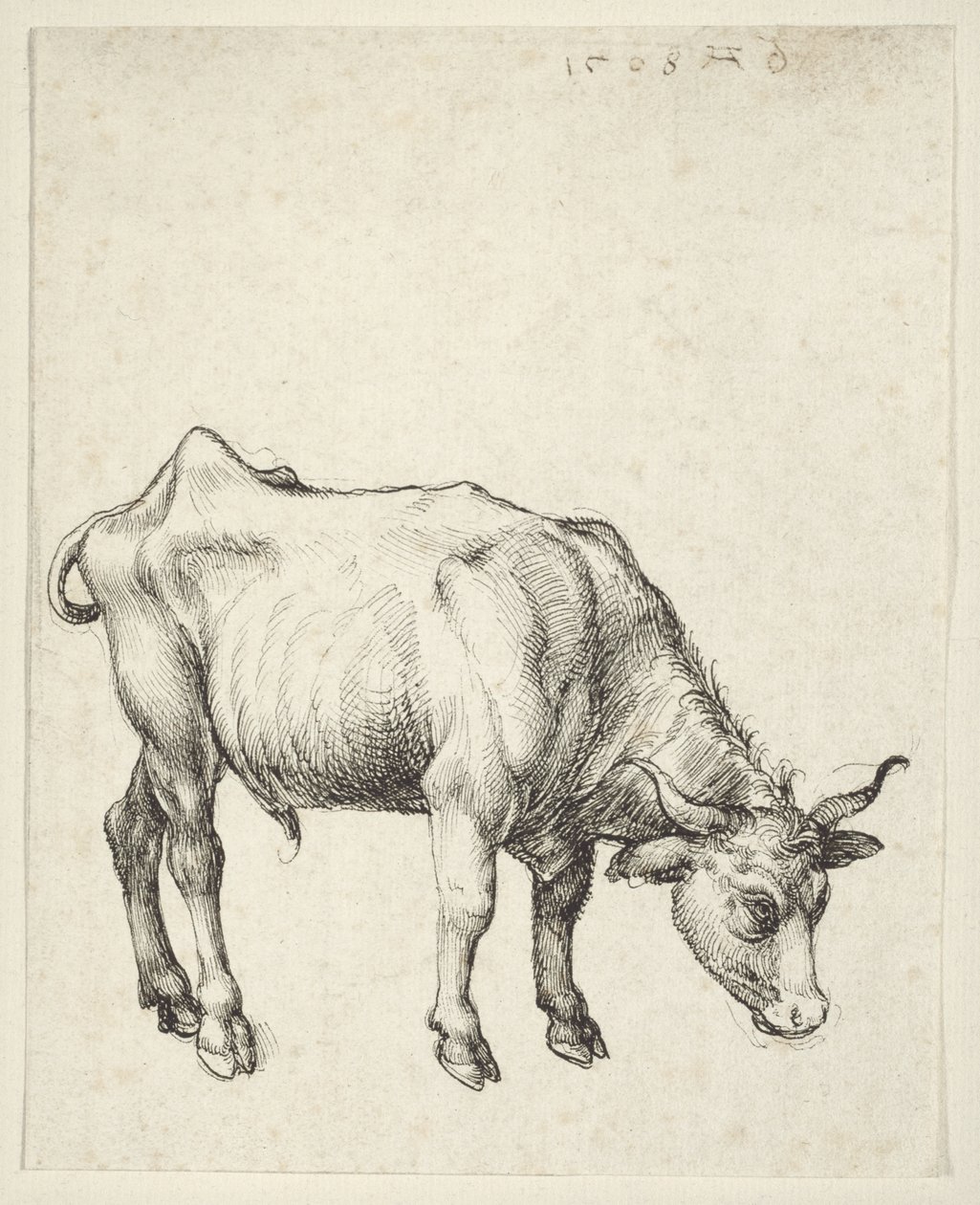 Mladý býk od Albrecht Dürer
