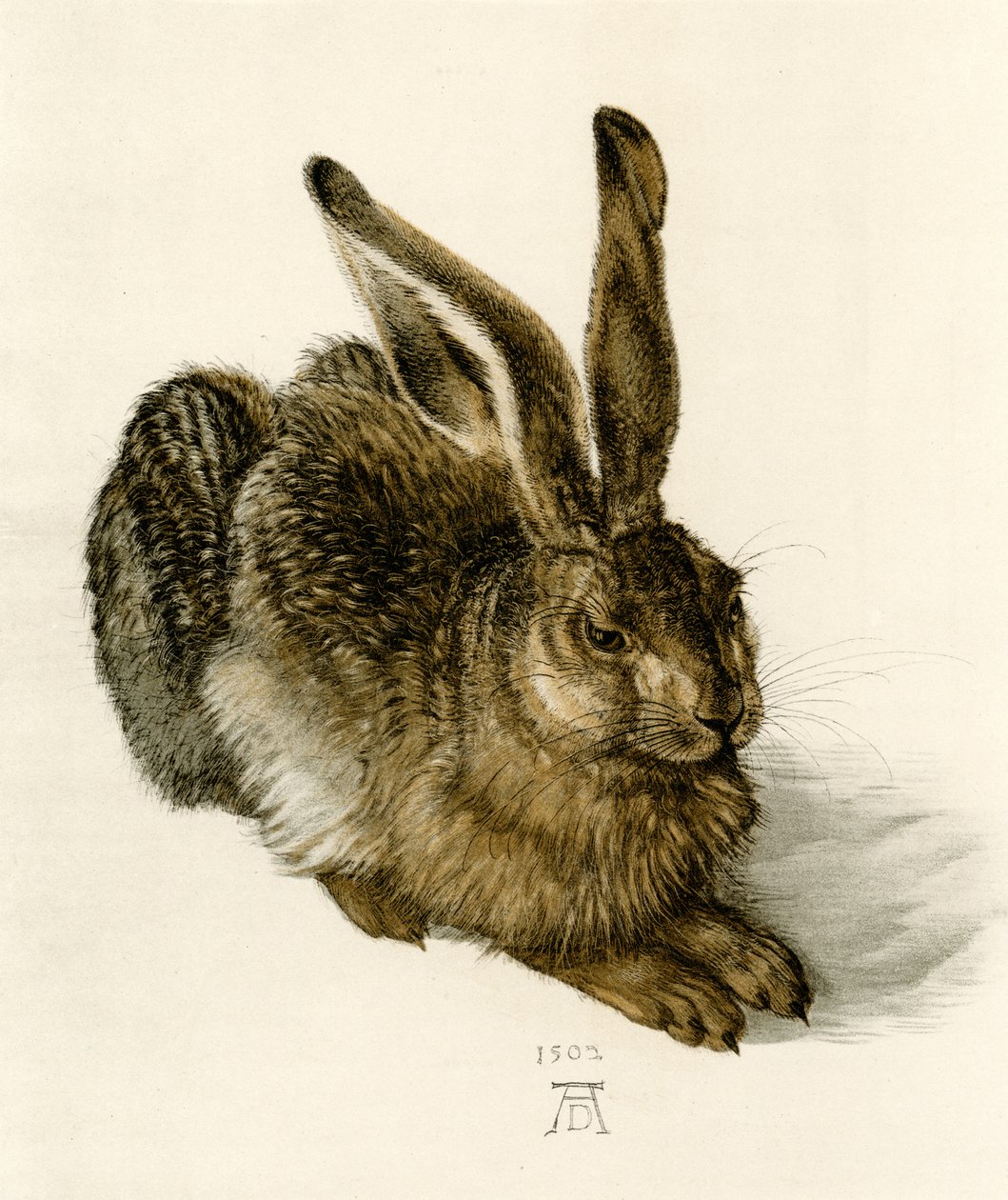 Mladý zajíc od Albrecht Dürer