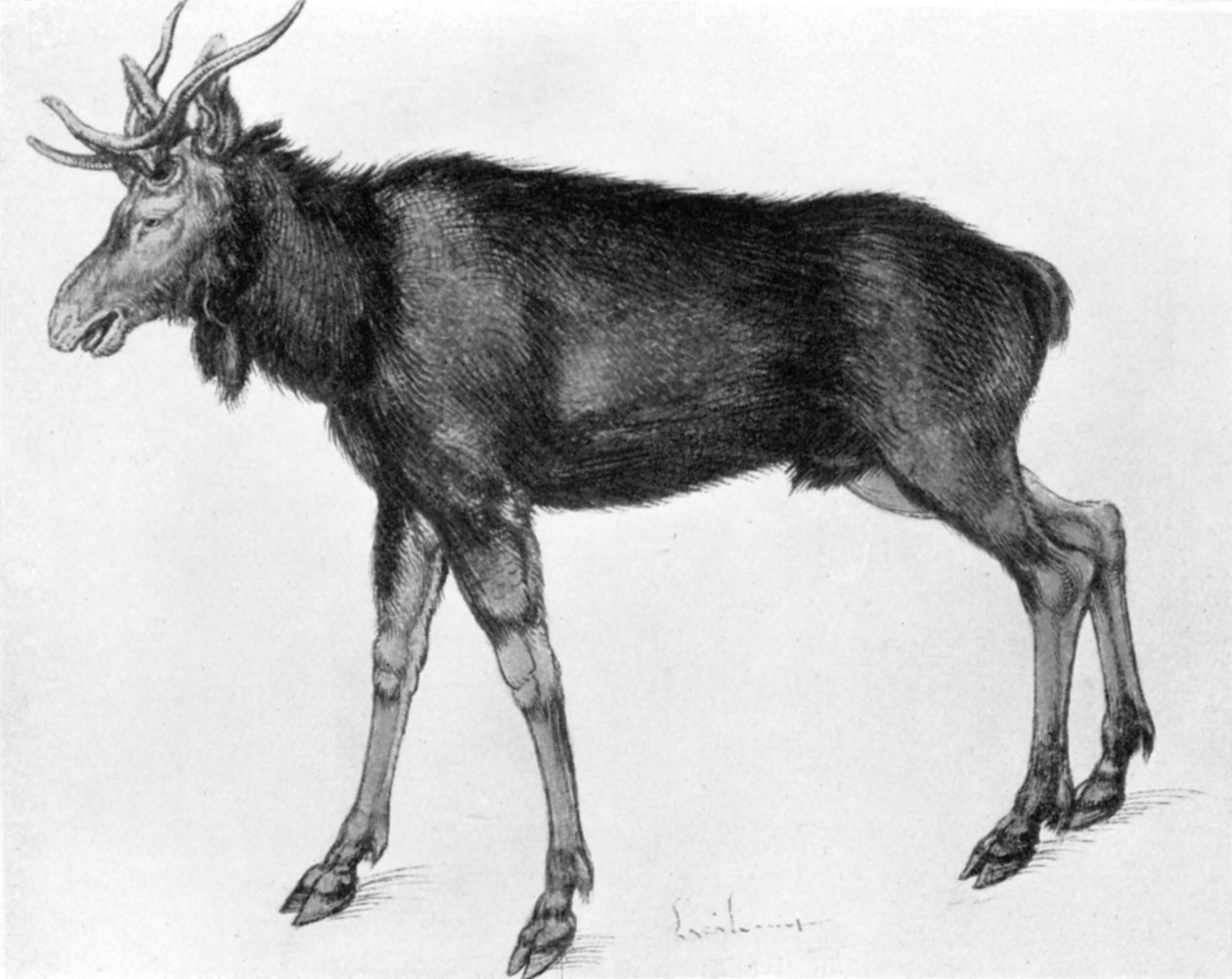 Mladý skandinávský los s nezralými parohy, konec 15.-začátek 16. století 1913. od Albrecht Dürer