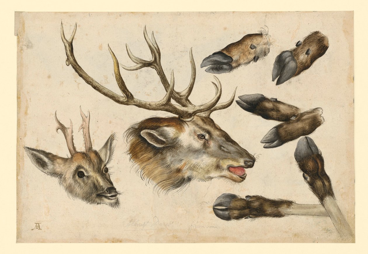 Dvě jelení hlavy, směřující doprava, a 6 hlavní od Albrecht Dürer