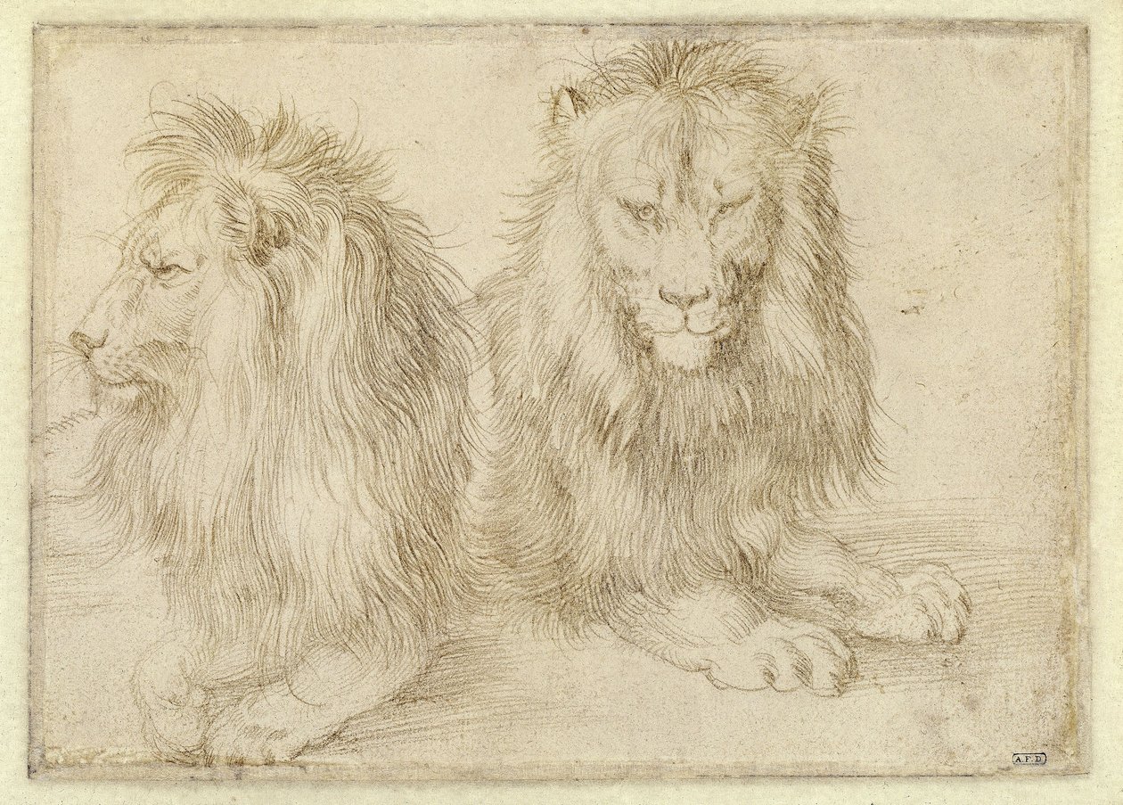 Dva ležící lvi od Albrecht Dürer
