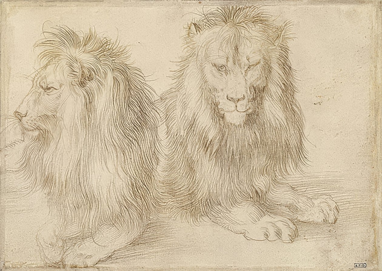 Dva ležící lvi. 1521 od Albrecht Dürer