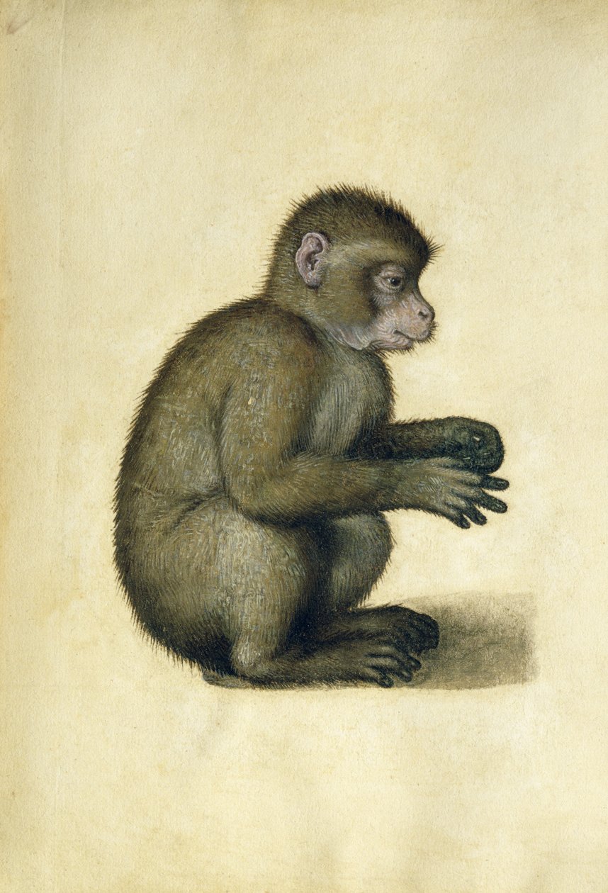 Opice (akvarel a kvaš na papíře) od Albrecht Dürer