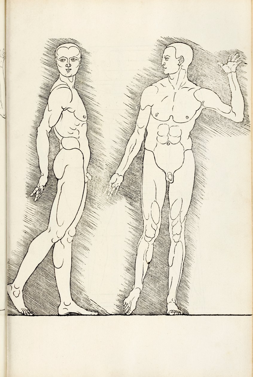 Anatomický dřevoryt z Hierinn sind begriffen vier bücher von menschlicher Proportion, 1528 od Albrecht Dürer