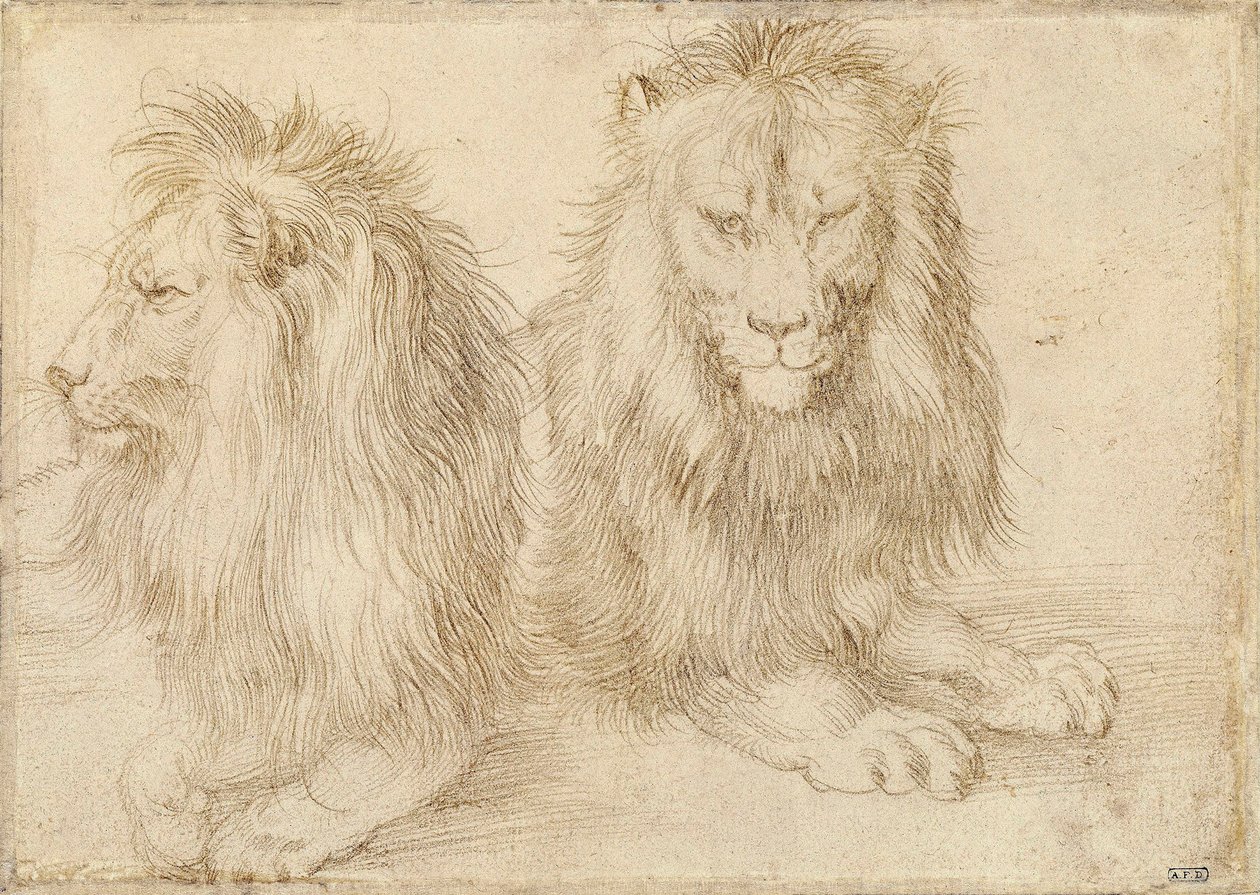 Dva sedící lvi - Kresba Albrechta Durera (1471-1528) od Albrecht Dürer