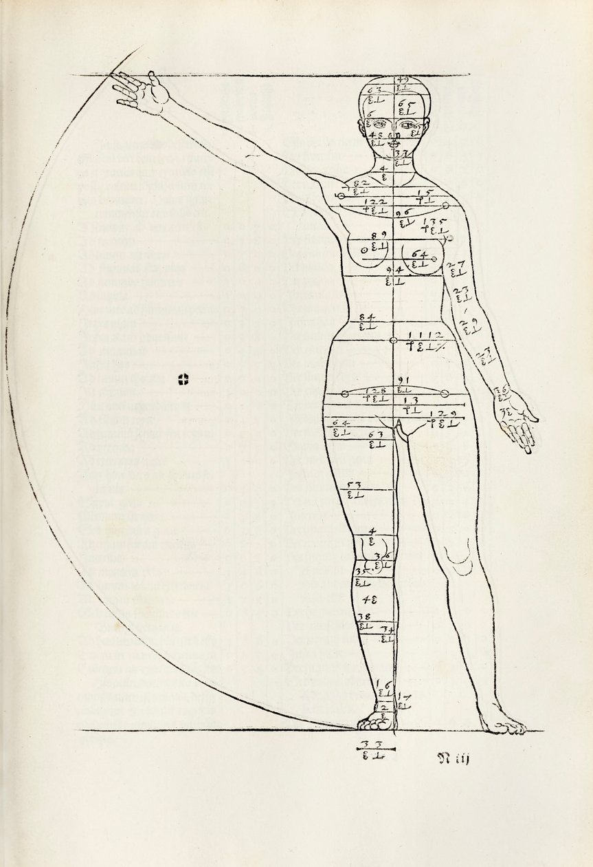 Ženský anatomický dřevoryt z „Tady jsou pochopeny čtyři knihy lidských proporcí“ od Albrecht Dürer