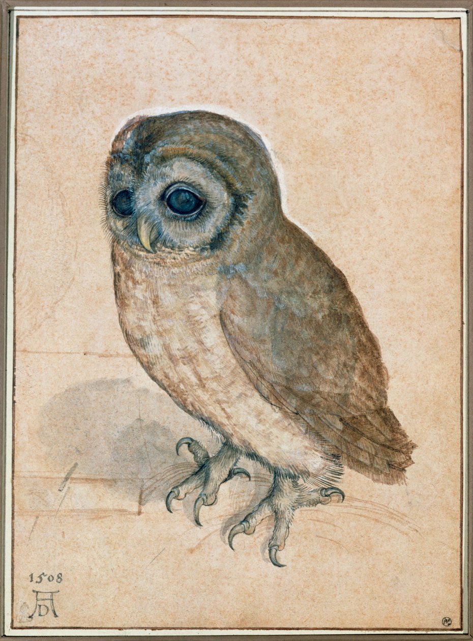 Kaeuzchen - Malá sova od Albrecht Dürer or Duerer