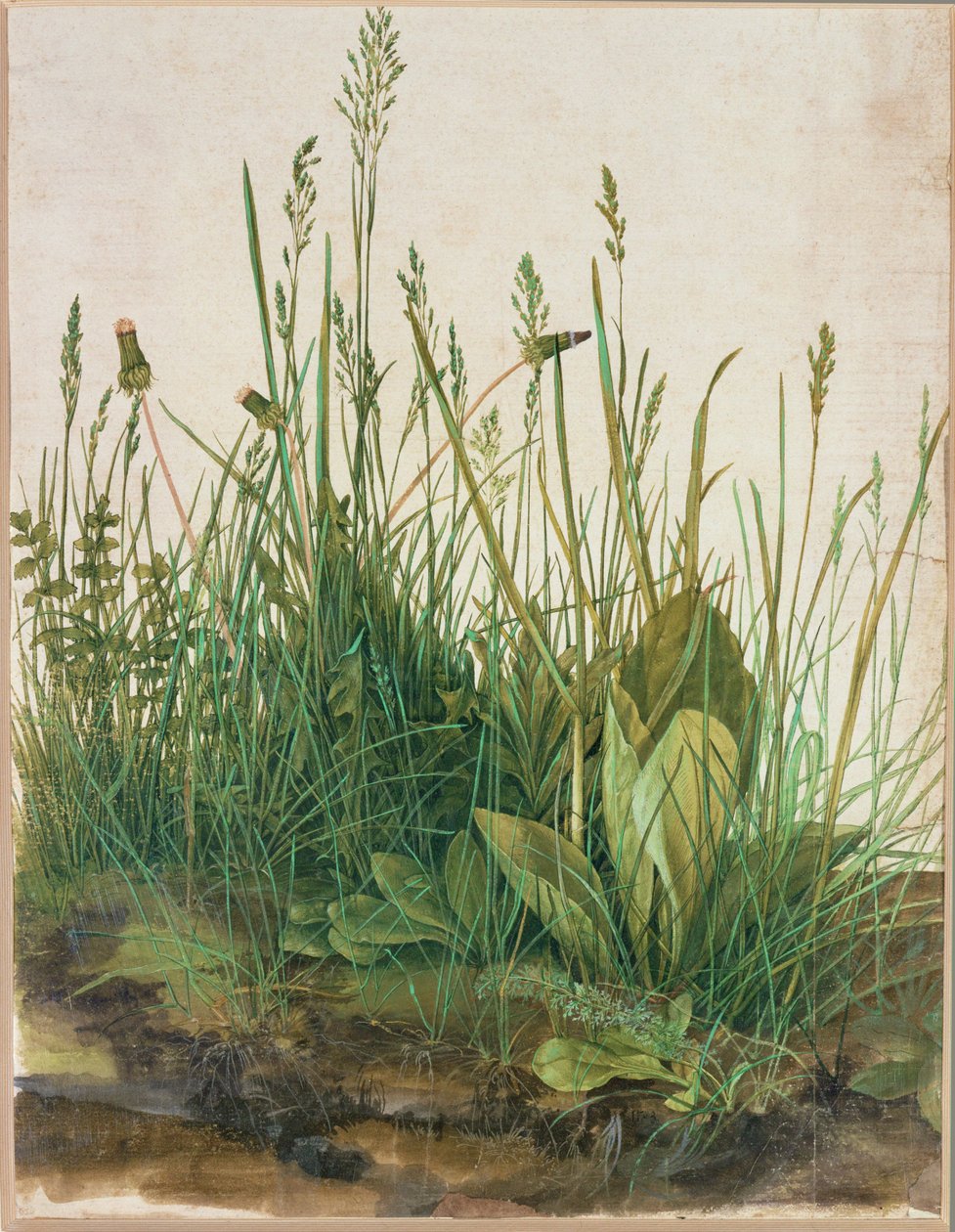 Velký trs rašeliny - Das grosse Rasenstueck od Albrecht Dürer or Duerer