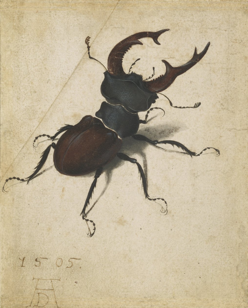 Roháč obecný od Albrecht Dürer