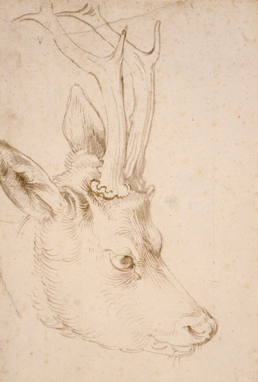 Tete de chevreuil samec - Dessin de Albrecht Durer (1471-1528), vers 1503 - Hlava srnce - Pero a štětec, šedý a hnědý inkoust na papíře od Albrechta Durera (1471-1528), ca1503 - 22,8x15,3 cm - Nelson-Atkins Museum of Art, Kansas City, Missouri od Albrecht Dürer
