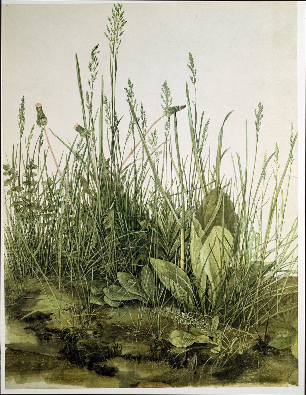 Velký kus trávníku od Albrecht Dürer or Duerer