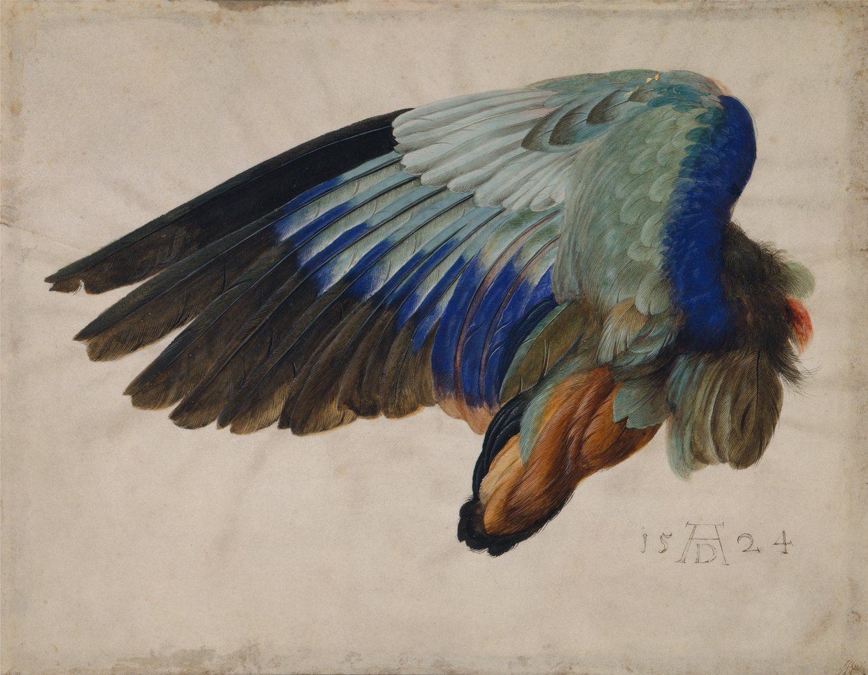 Křídlo evropského válečku od Albrecht Dürer